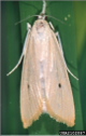 adult