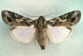 adult