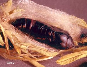 Link to large image (148K) of alfalfa looper pupa