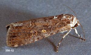 Link to large image (136K) of beet armyworm adult