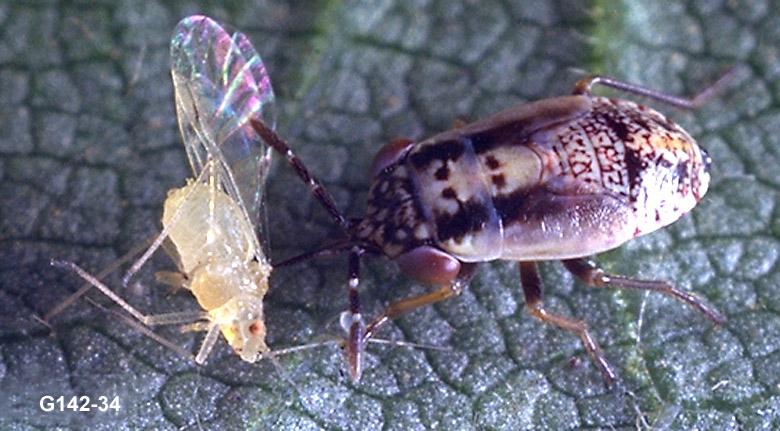 Bigeyed Bug Nymph Feeding on Aphid Prey