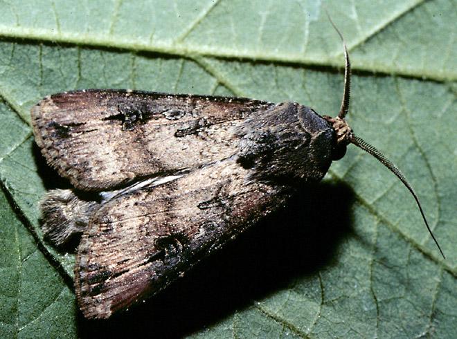 Black Cutworm Adult