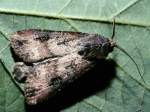 Black cutworm adult