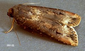 Link to large image (149K) of black cutworm adult