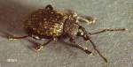 Black vine weevil adult