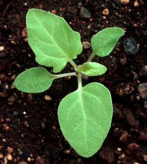 Black Nightshade Seedling (link to large image)