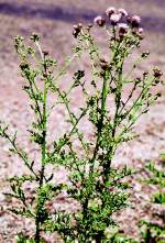 Canadian Thistle