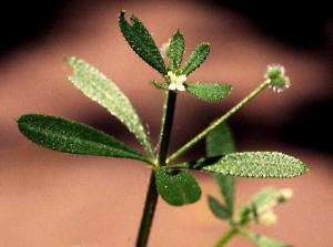 Catchweed Bedstraw Flowers (link to large image)