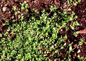 Common Chickweed (link to large image)