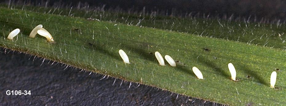 Damsel Bug Eggs