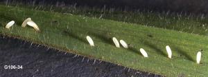 Link to large image (109K) of Damsel Bug Eggs