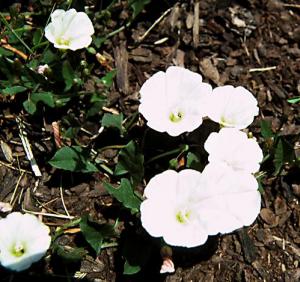 Field Bindweed