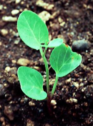 Field Bindweed (link to large image)