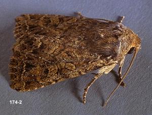 Link to large image (155K) of glassy cutworm adult