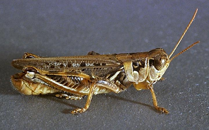 Grasshopper Adult