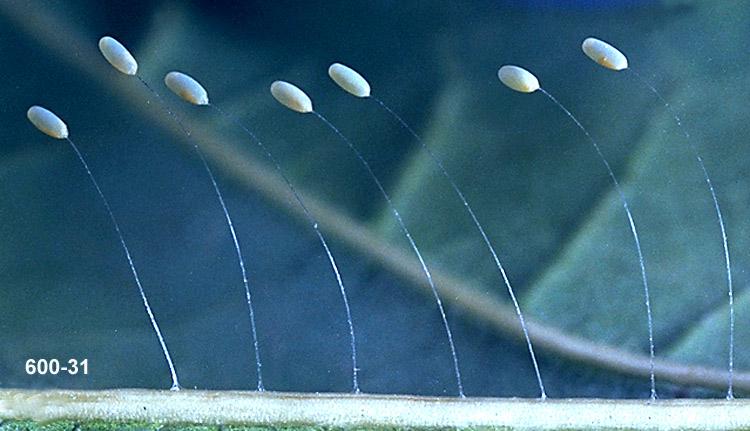 Green Lacewing Eggs