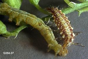 Green Lacewing Larva Feeding on Looper