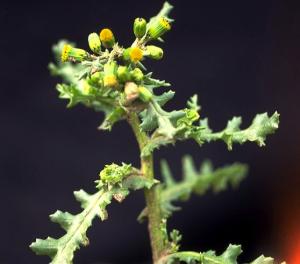 Groundsel