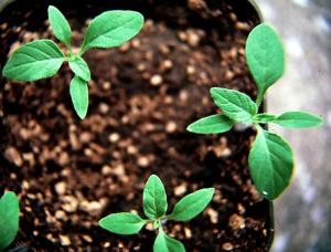 Hairy Nightshade Seedlings (link to large image)