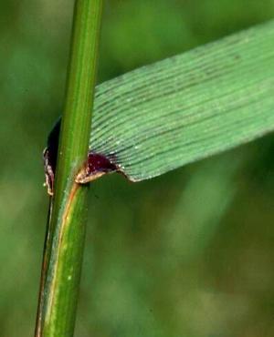 Italian Ryegrass Stem (link to large image)