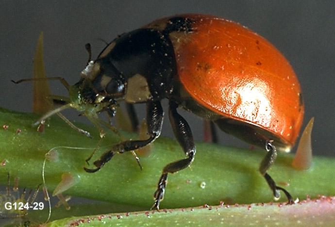 Lady Beetle Adult