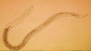 Root-lesion Nematode