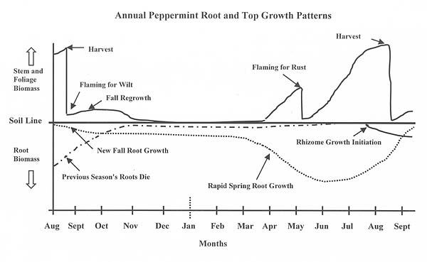 Seasonal Mint Growth