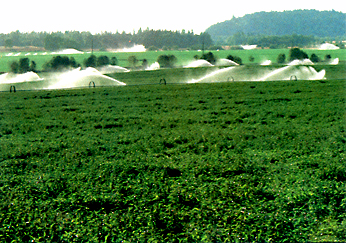 Irrigating Mint