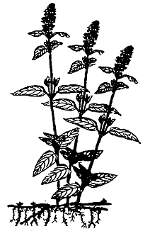 Peppermint Plant