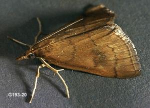 Link to large image (126K) of mint root borer adult