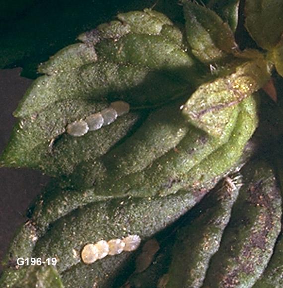 Mint Root Borer Eggs