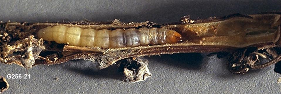 Mint Root Borer Larva