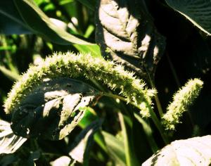 Powell's Amaranth (link to large image)