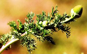 Pineappleweed Flowers (link to large image)