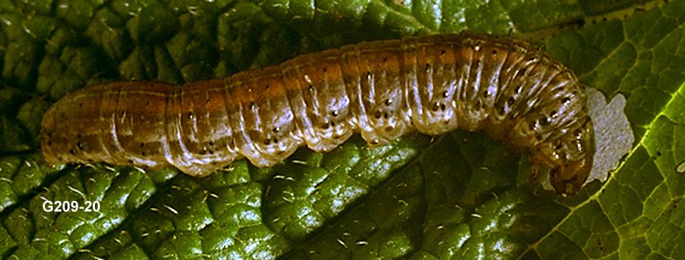 Redbacked cutworm larva