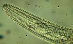 Ring Nematode