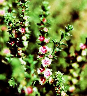 Russian Thistle Flowers (link to large image)