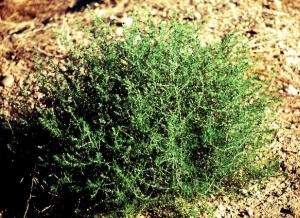 Russian Thistle Mature Plant (link to large image)