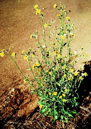 Annual Sowthistle Mature Plant (link to large image)