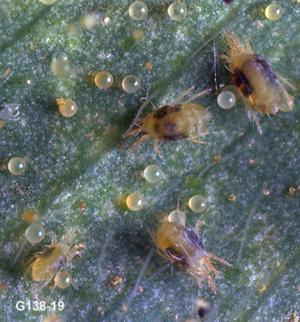 Twospotted spider mites and eggs