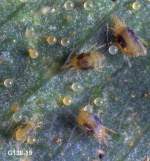 Twospotted Spider Mites