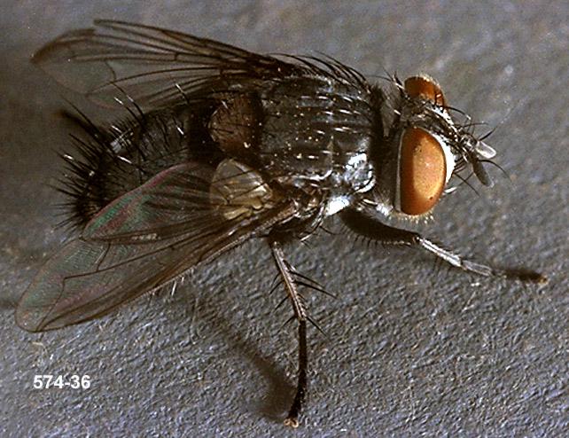 Tachinid Parasite Adult