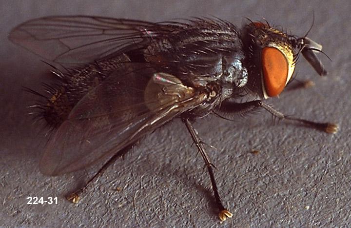 Tachinid Parasite Adult