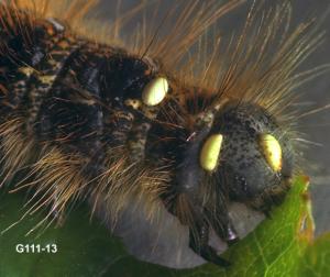 Link to large image (114K) of Tachinid Parasite Eggs