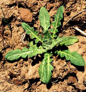 Tumble Mustard Seedling (link to large image)