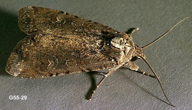 Variegated cutworm adult