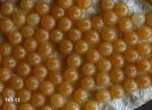 Variegated cutworm egg mass