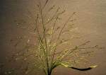 Witchgrass