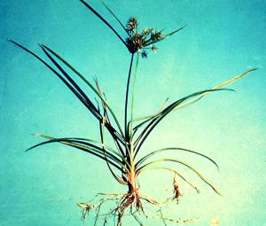 Yellow Nutsedge Mature Plant (link to large image)