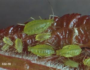 Mint aphids